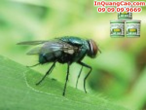 Diệt côn trùng trong nhà, 487, Trúc Phương, InQuangCao.Com, 16/11/2015 17:37:50